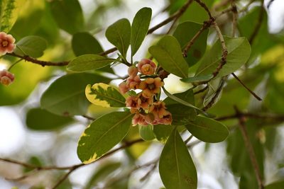 Ternstroemia tepezapote, photographed by Neptalí Ramírez Marcial