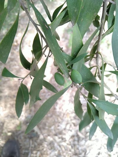 Persoonia amaliae, photographed by Tony van Kampen