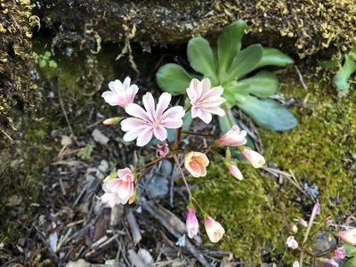 Lewisia cotyledon, photographed by sharondulava