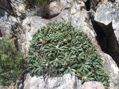 Oldenburgia intermedia, photographed by Chris Vynbos