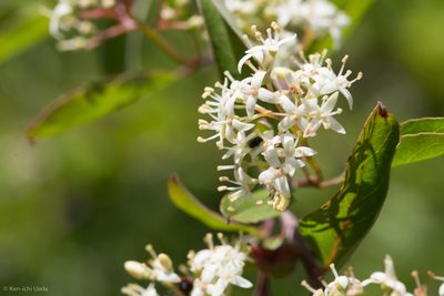 Cornus glabrata, photographed by Ken-ichi Ueda