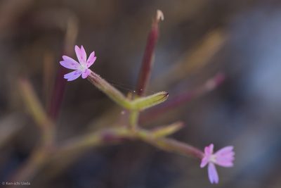 Dianthus nudiflorus, photographed by Ken-ichi Ueda