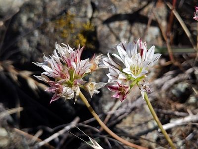 Allium lacunosum, photographed by Ken-ichi Ueda