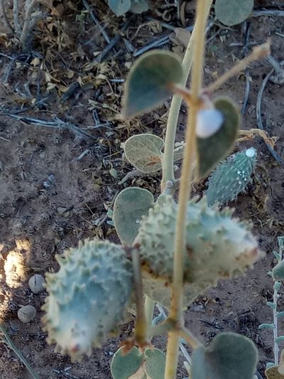 Pergularia tomentosa, photographed by Karim Haddad