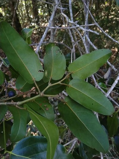 Apocissus oblonga, photographed by Tony van Kampen