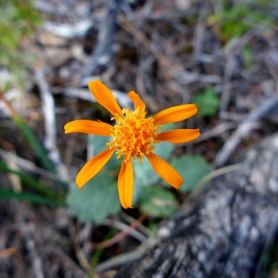 Packera greenei, photographed by John Hibbard