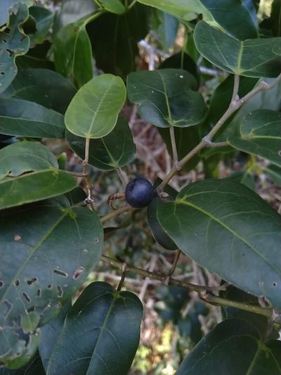 Apocissus oblonga, photographed by Tony van Kampen