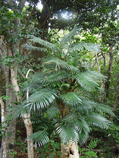 Cycas seemannii, photographed by Lisa Bennett
