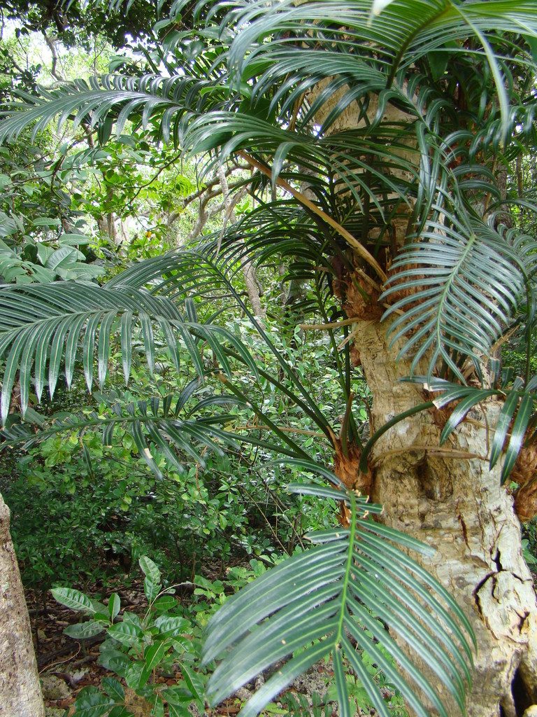 Cycas seemannii, photographed by Lisa Bennett