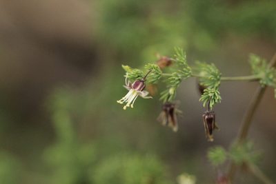Asparagus fasciculatus, photographed by Cecile Roux