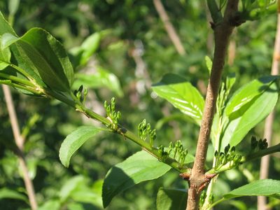 Rhamnus ussuriensis, photographed by Repina Tatyana