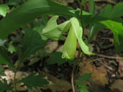 Polygonatum involucratum, photographed by Repina Tatyana