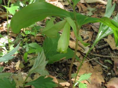 Polygonatum involucratum, photographed by Repina Tatyana