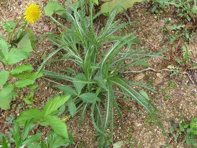Achillea ptarmicoides, photographed by Repina Tatyana