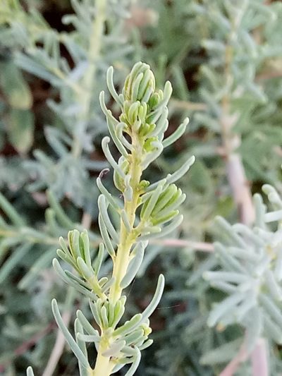 Suaeda vermiculata, photographed by Karim Haddad