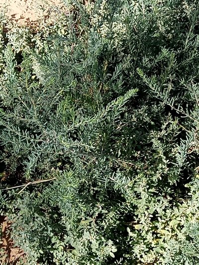 Suaeda vermiculata, photographed by Karim Haddad