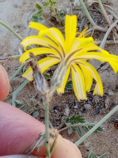 Launaea nudicaulis, photographed by Karim Haddad