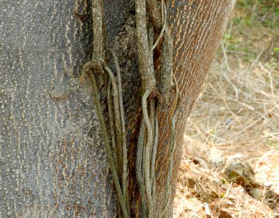 Cissus alata, photographed by Francisco Farriols Sarabia