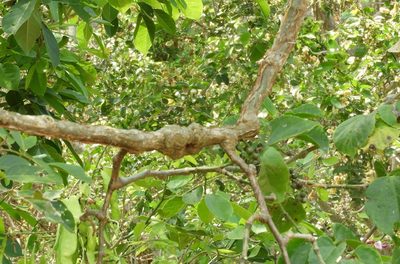 Cissus alata, photographed by Francisco Farriols Sarabia