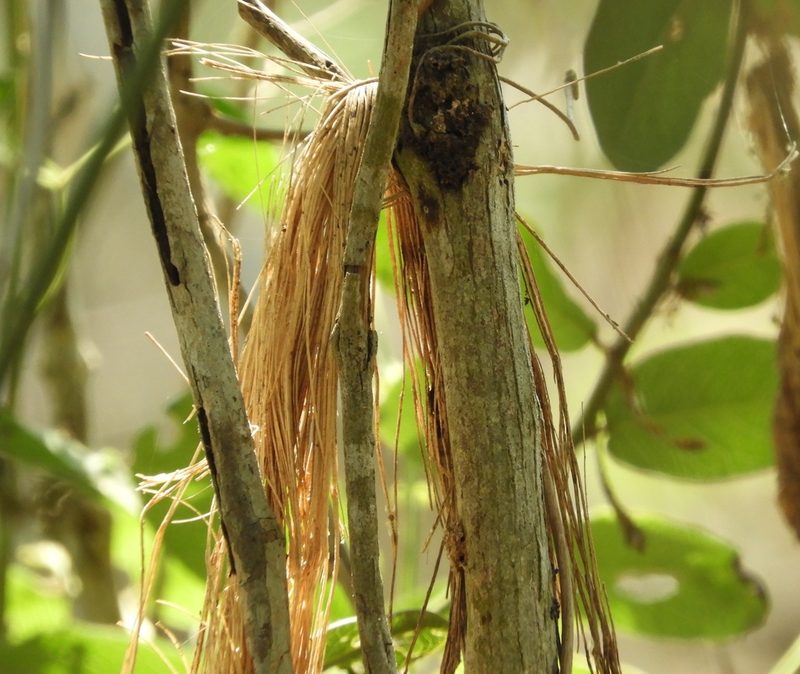 Cissus alata, photographed by Francisco Farriols Sarabia