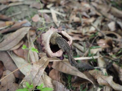 Amorphophallus henryi, photographed by 葉子