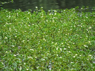 Ludwigia adscendens, photographed by 葉子