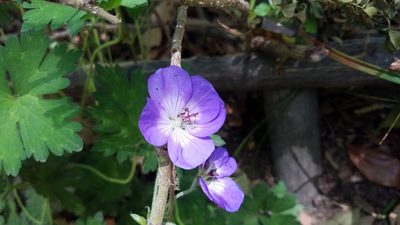 Geranium wallichianum, photographed by Leigha S