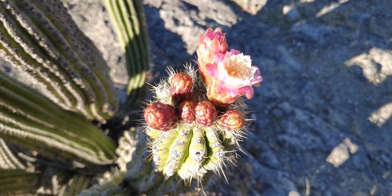 Stenocereus treleasei, photographed by Destino Trail