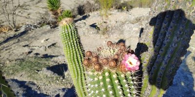Stenocereus treleasei, photographed by Destino Trail
