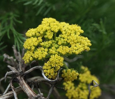 Musineon tenuifolium, photographed by Colin Croft