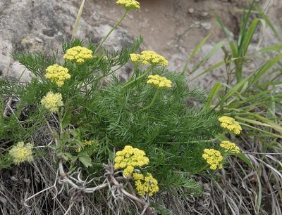 Musineon tenuifolium, photographed by Colin Croft