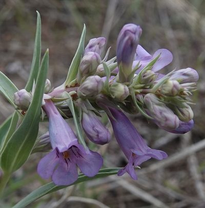Penstemon angustifolius, photographed by Colin Croft