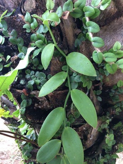 Vanilla palmarum, photographed by B. Phalan