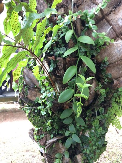 Vanilla palmarum, photographed by B. Phalan