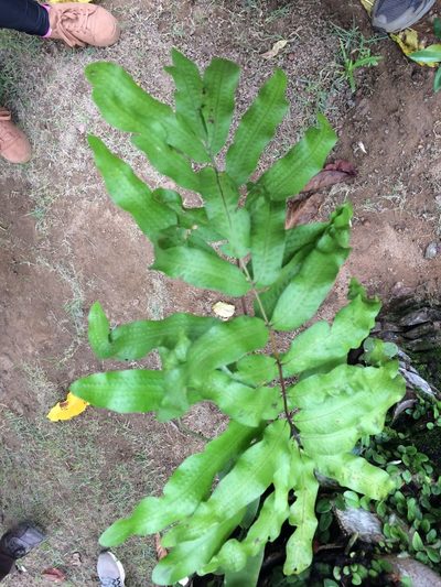 Serpocaulon triseriale, photographed by B. Phalan