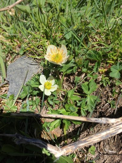 Trollius komarovii, photographed by dschigel