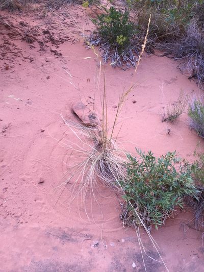 Lomatium latilobum, photographed by Carrie Seltzer
