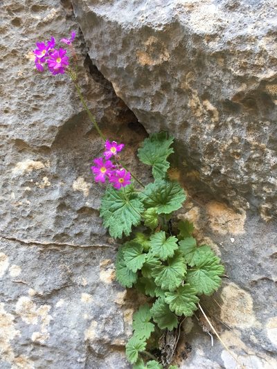 Primula minkwitziae, photographed by dschigel
