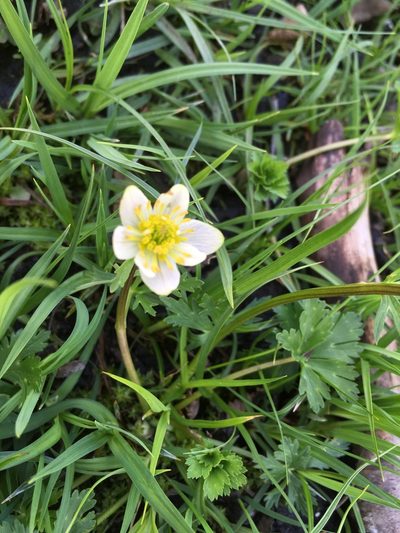 Trollius komarovii, photographed by dschigel