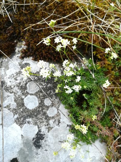 Galium sterneri, photographed by Rachel Webster
