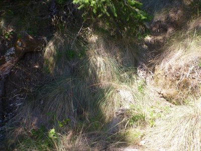 Festuca californica, photographed by lotusmorning