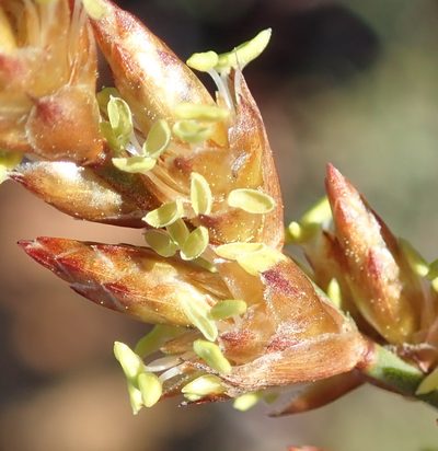 Restio vimineus, photographed by Nicola van Berkel