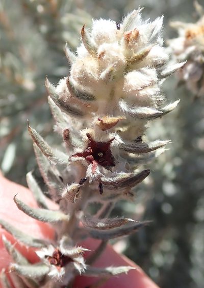 Phylica mundii, photographed by Nicola van Berkel
