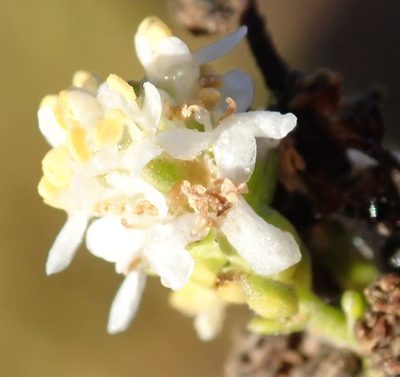 Selago gracilis, photographed by Nicola van Berkel