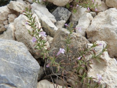 Hedeoma drummondii, photographed by Leticia Jiménez Hernández