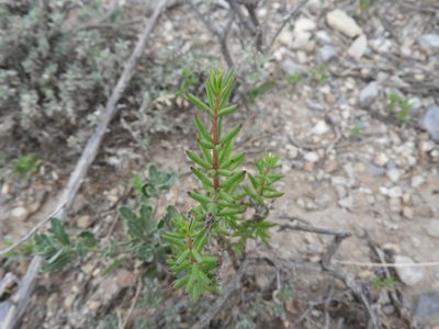 Talinopsis frutescens, photographed by Leticia Jiménez Hernández