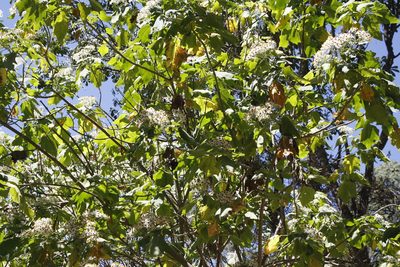 Podachaenium eminens, photographed by Alejandro Ruiz-Garcia