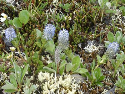 Lagotis glauca, photographed by Cheryl McCleary-Catalano
