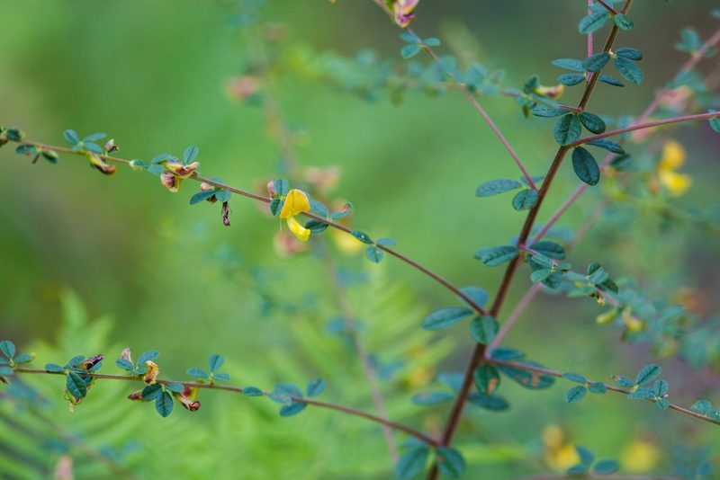 Rhynchosia cytisoides, photographed by Melissa McMasters