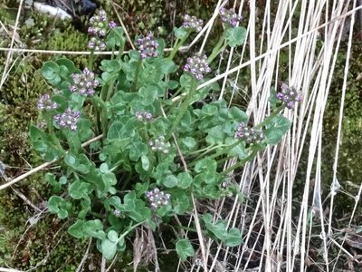 Cardamine purpurea, photographed by Cheryl McCleary-Catalano